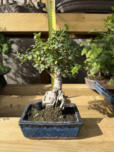 Chinese elm bonsai tree potted - tree,