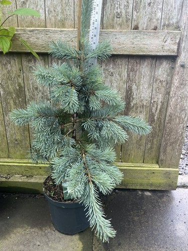 Douglas fir blue wonder - 'blue, wonder'