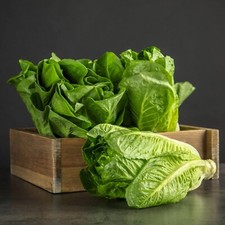 Lettuce Plants - 'Cut and Come