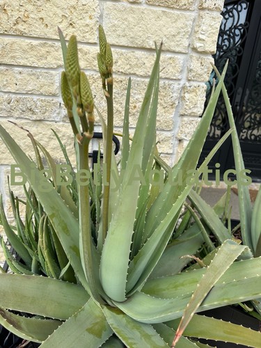 Aloe vera plant large - aloe,
