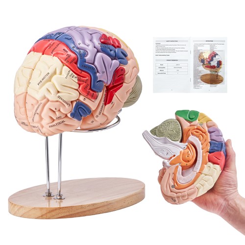 Vevor human brain - vevor,