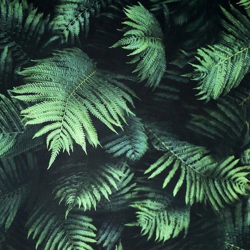 Arthouse fern wall - wall, 3d