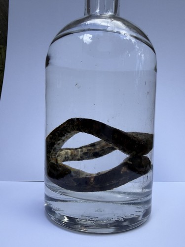 Very rare viper boa - very,