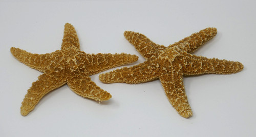 Real starfish dried sea star - starfish,
