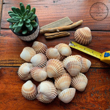 Large cockle shells - 40,