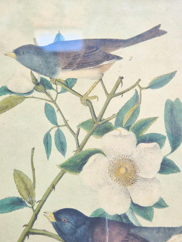 Audubon framed on - audubon.,