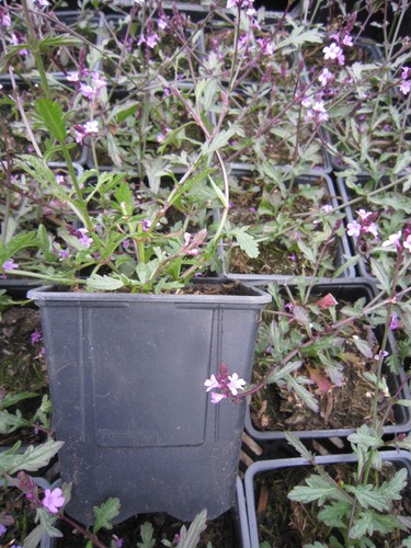 Verbena bampton hardy - verbena,