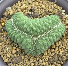 Strombocactus disciformis