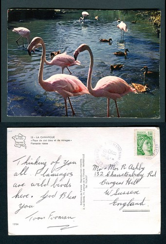 Flamingos camargue france - flamingos,, la