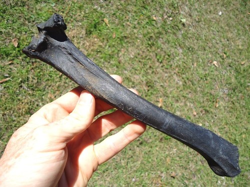 Immaculate peccary tibia - peccary, leg
