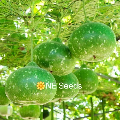 Bangladeshi seeds - bangladeshi,