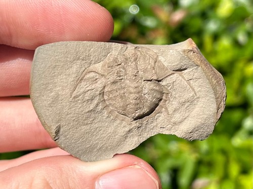 Fossil horseshoe crab - uk,