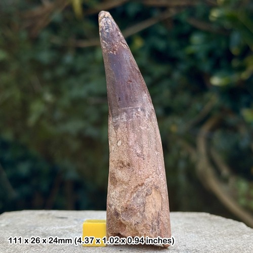 Spinosaurus tooth fossil - 4.5",