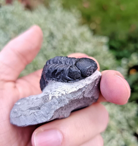 Proetid gerastos trilobite - proetid,