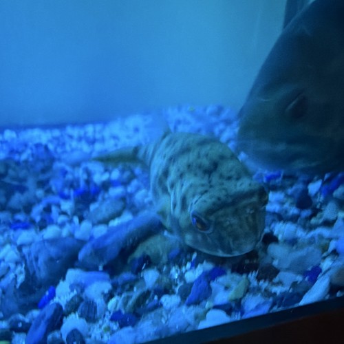 Live male freshwater tropical - freshwater,