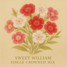 Sweet William Seeds Single