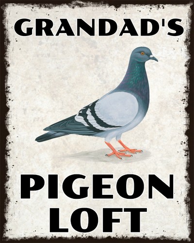 Grandad pigeon loft - loft, shed