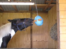 CARROTBALL HORSE PONY * FREE