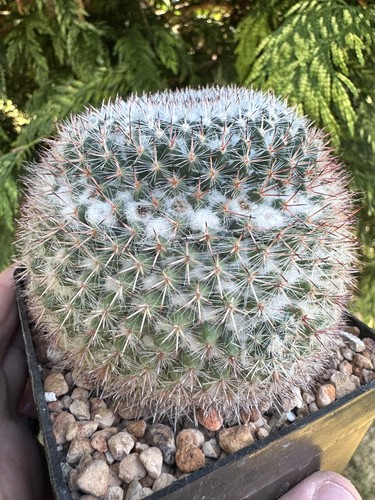 One only mammillaria - one,