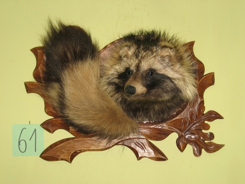 Raccoon dog head taxidermy - raccoon,
