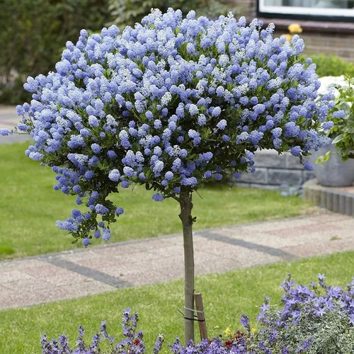 Ceanothus concha evergreen - ceanothus,