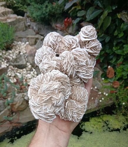 Desert rose cluster large - cluster,