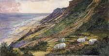 Sheep In Coastal Landscape -