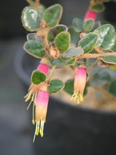 CORREA POORINDA MARY   .AUSTRALIAN FUCHSIA,RARE EVERGREEN  9cms  pot
