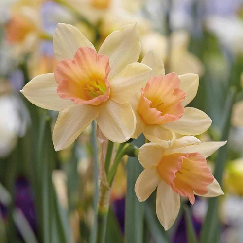 Narcissus blushing lady - narcissus,