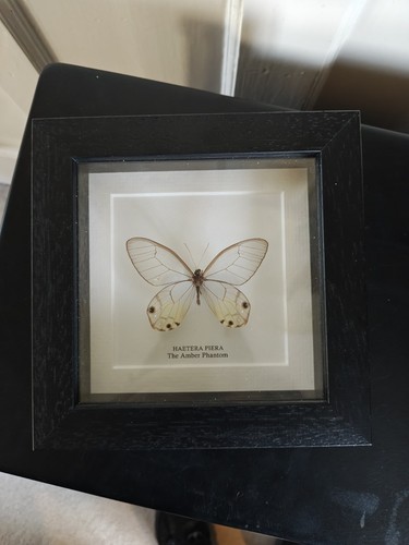 Taxidermy amber phantom - amber,