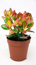 Crassula Ovata Sunset - Lush Jade Money Tree in 12cm Pot for Indoors