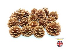 GOLD Natural Pine Cones Approx