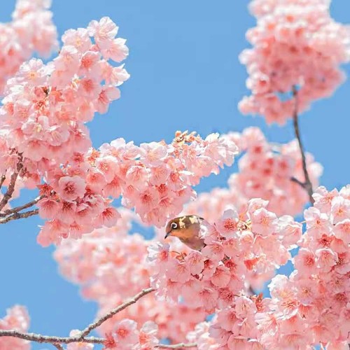 30pcs japanese cherry blossom - japanese,