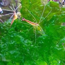 Ulva Lactuca - Sea lettuce
