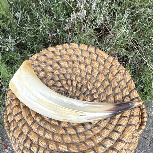 Cattle horn collectable - collectable,