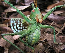 neobarrettia spinosa giant red