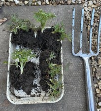 1 x HUGE Bare Root Aconitum