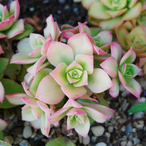 Aeonium decorum variegata - aeonium,