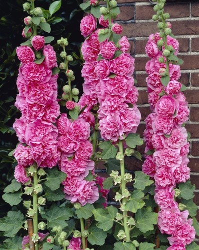 Hollyhock chaters double - hollyhock,