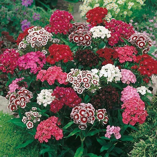 Sweet william dianthus - sweet, x