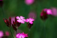 Dianthus carthusianorum-