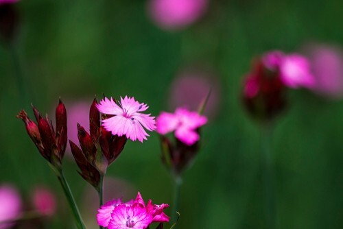 Dianthus carthusianorum-