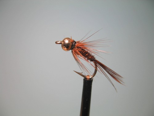 Gold head pheasant - 3, tail