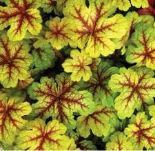 HEUCHERELLA ALABAMA SUNRISE -