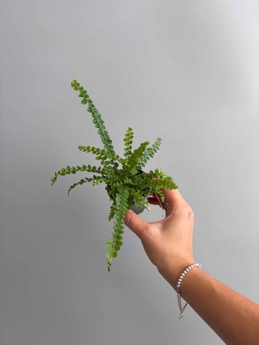 Lemon button fern terrarium - fern,