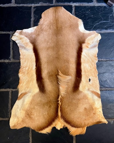 African springbok hide genuine - african,