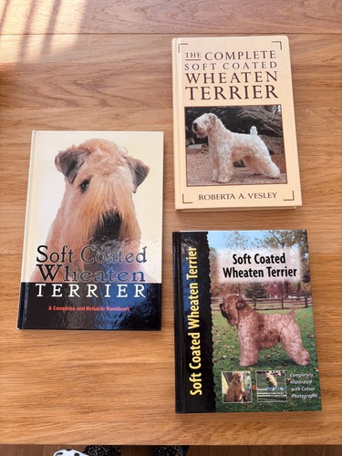 Soft coated wheaten - wheaten, terrier