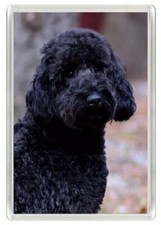 LABRADOODLE CHARMING DOG BLACK