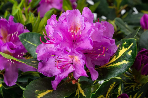 Rhododendron hardy hybrid - rhododendron,