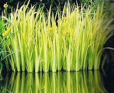 Variegated yellow flag iris - variegated,